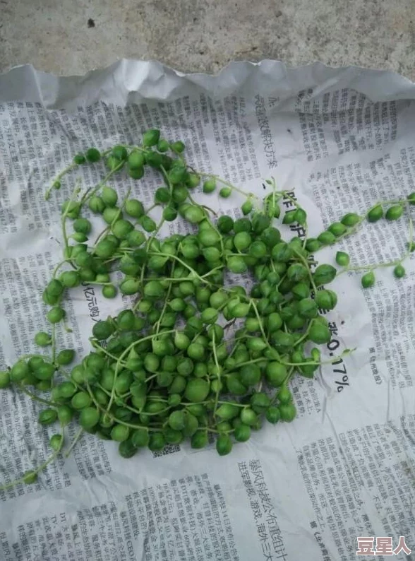 怪物猎人xx弱特珠子推荐指南：选择最佳珠子的技巧与建议