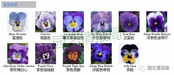neva花朵全收集深度攻略：四季29朵花解锁技巧与获取总汇