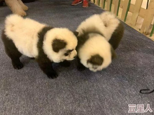 dnf熊猫宠物在哪里获得？