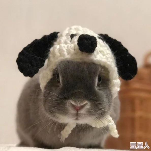 dnf熊猫宠物在哪里获得？